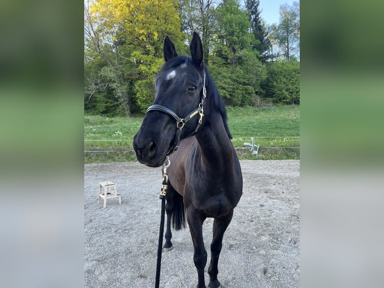 Selle autrichien Hongre 8 Ans 167 cm Noir in Moosburg