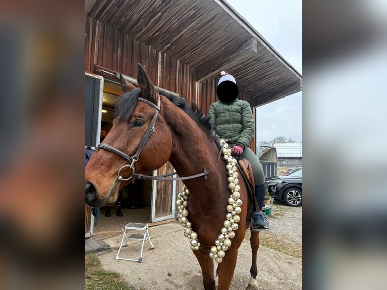 Selle autrichien Hongre 8 Ans 168 cm Bai in Elixhausen
