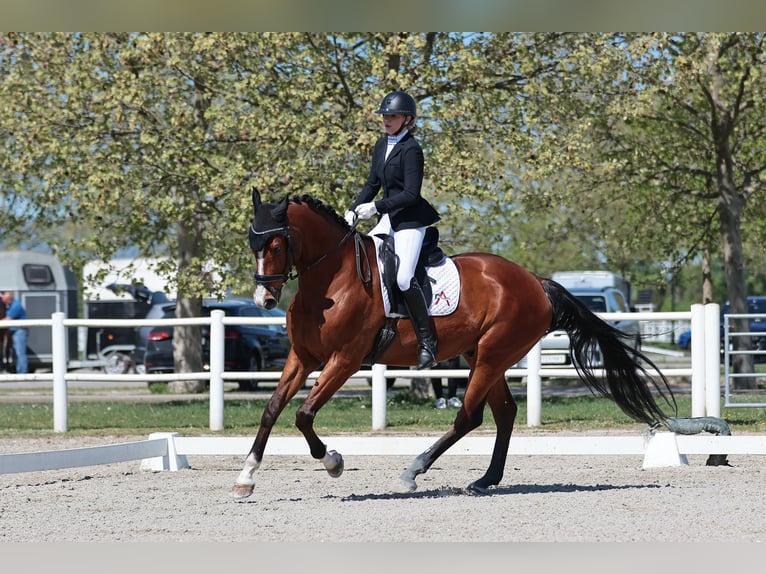 Selle autrichien Hongre 8 Ans 180 cm Bai in Au am Leithaberge