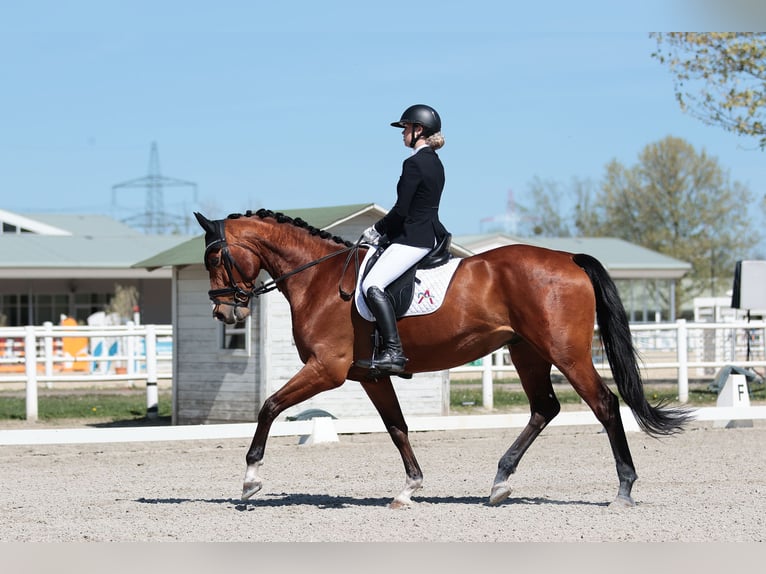 Selle autrichien Hongre 8 Ans 180 cm Bai in Au am Leithaberge