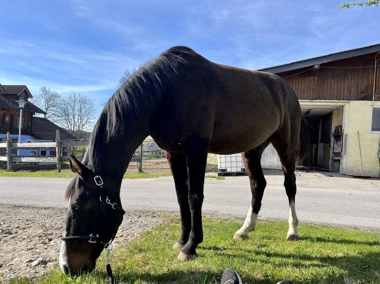 Selle autrichien Hongre 9 Ans 170 cm Bai in Schleedorf