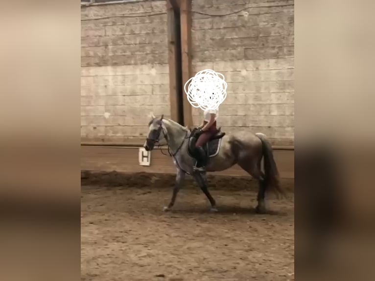 Selle autrichien Jument 10 Ans 147 cm Gris pommelé in Obertilliach