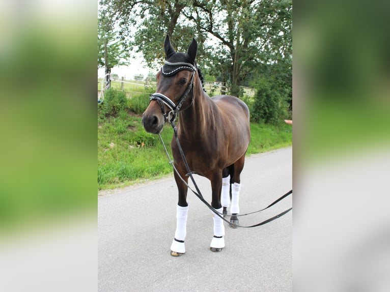 Selle autrichien Jument 10 Ans 162 cm in Gallneukirchen