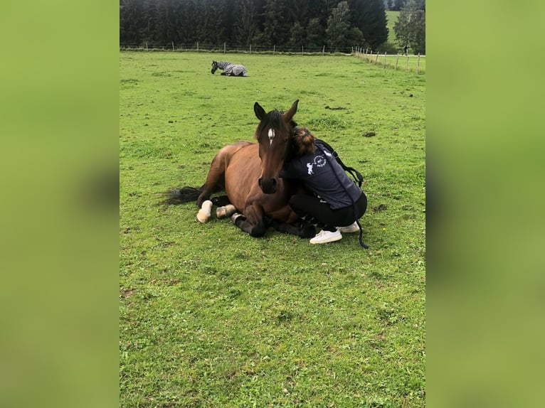 Selle autrichien Jument 10 Ans 165 cm Bai brun in Mühlen/ Steiermark