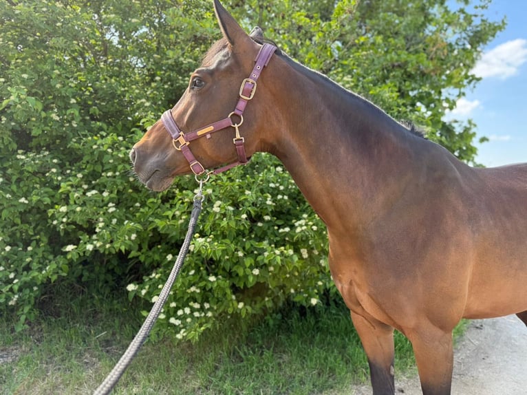 Selle autrichien Jument 10 Ans 165 cm Bai in Deutsch Wagram