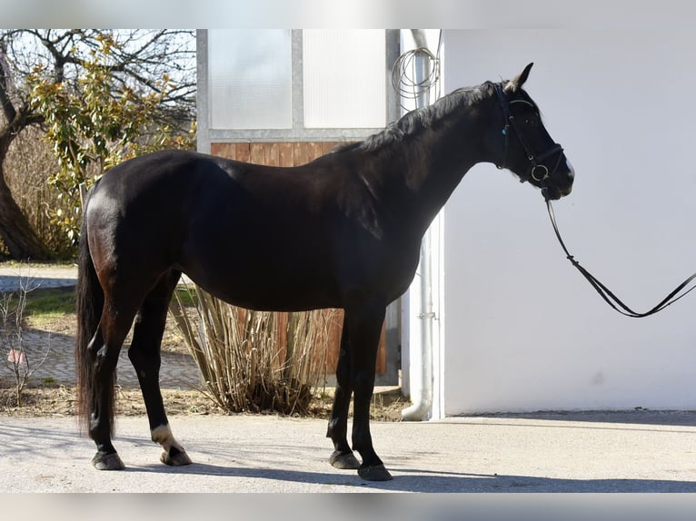 Selle autrichien Jument 10 Ans 167 cm Noir in Ebenfurth