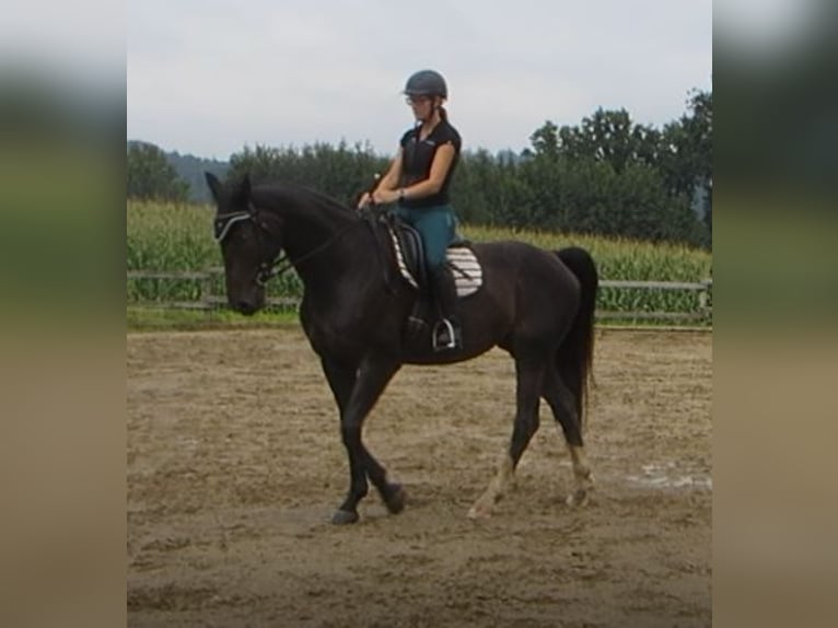 Selle autrichien Jument 10 Ans 168 cm Bai brun in St.Thomas