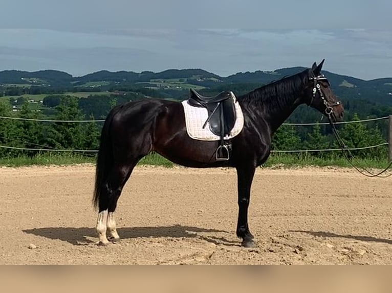 Selle autrichien Jument 10 Ans 168 cm Bai brun in St.Thomas
