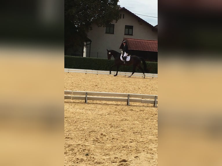 Selle autrichien Jument 10 Ans 168 cm Bai brun in St.Thomas