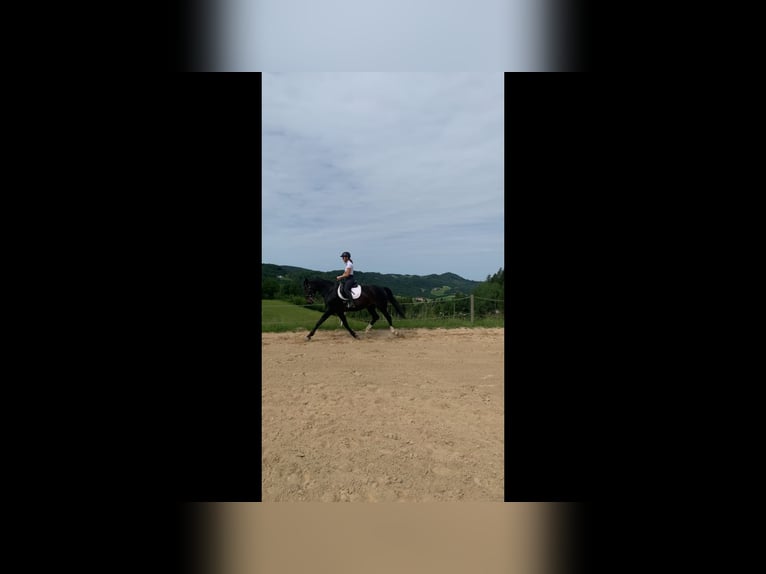 Selle autrichien Jument 10 Ans 168 cm Bai brun in St.Thomas