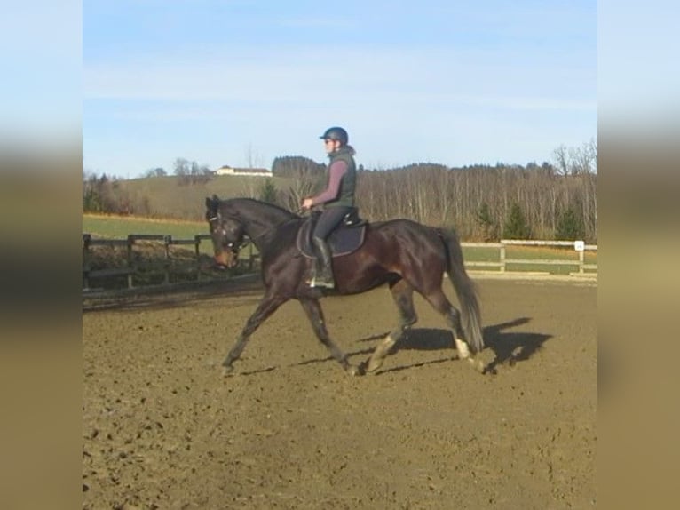 Selle autrichien Jument 10 Ans 168 cm Bai brun in St.Thomas