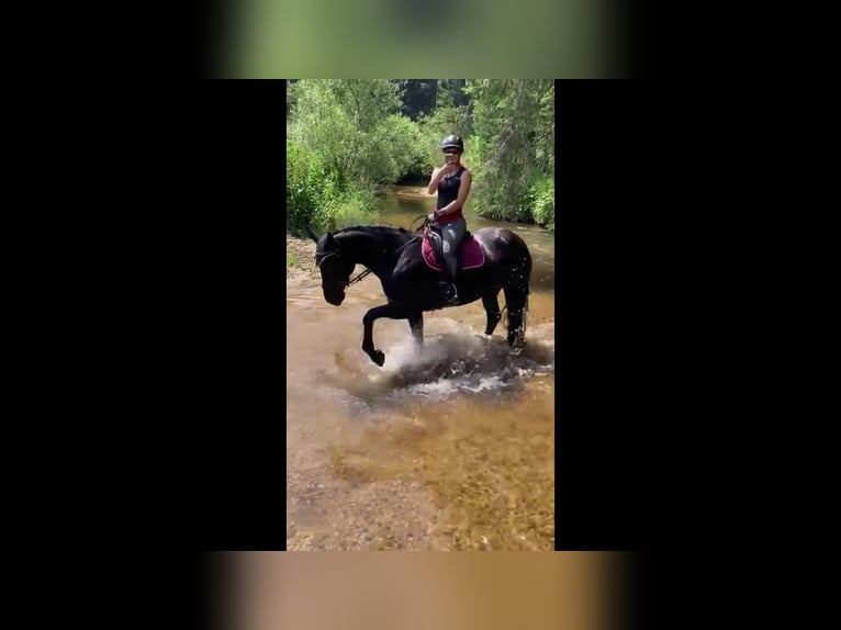 Selle autrichien Jument 10 Ans 168 cm Bai brun in St.Thomas