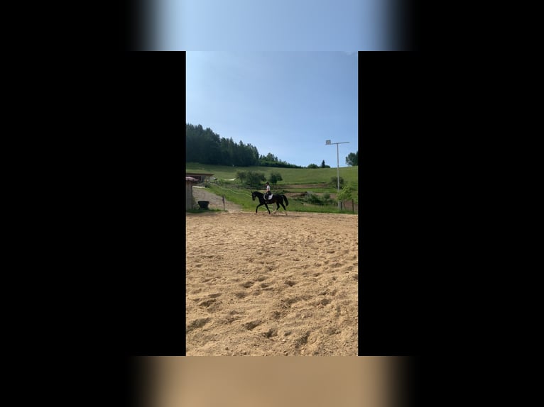 Selle autrichien Jument 10 Ans 168 cm Bai brun in St.Thomas