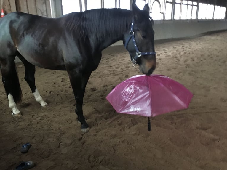 Selle autrichien Jument 10 Ans 168 cm Bai brun in St.Thomas