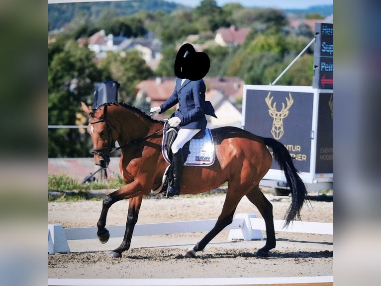 Selle autrichien Jument 10 Ans 170 cm Bai in Graz