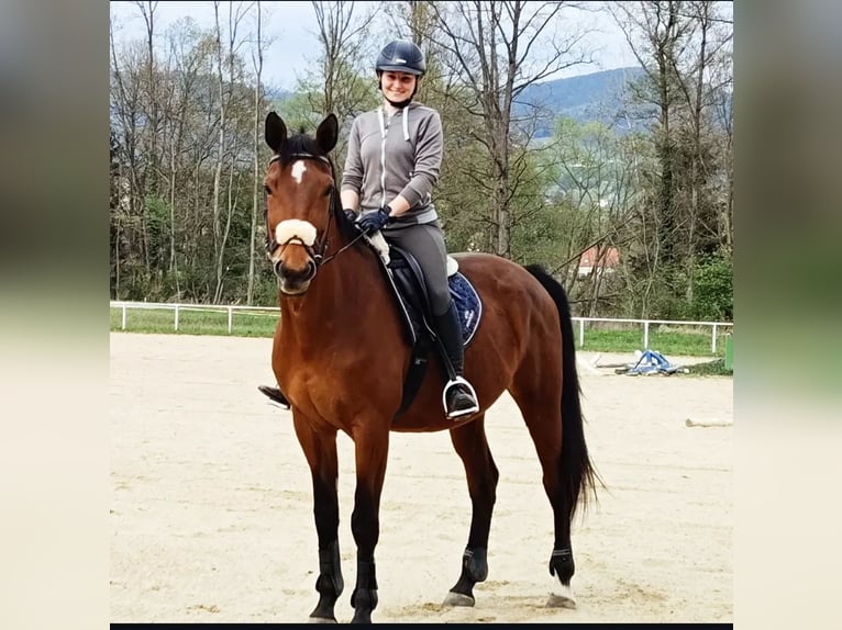 Selle autrichien Jument 10 Ans 170 cm Bai in Graz