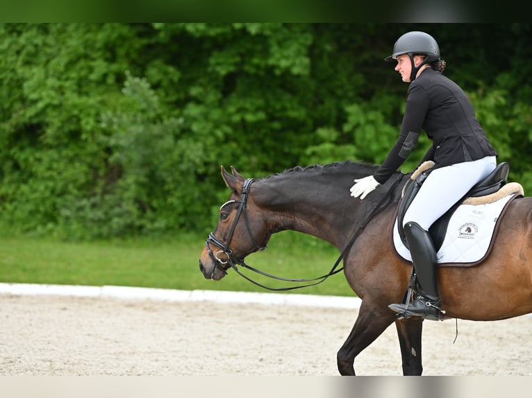 Selle autrichien Jument 10 Ans Bai brun foncé in Steyr