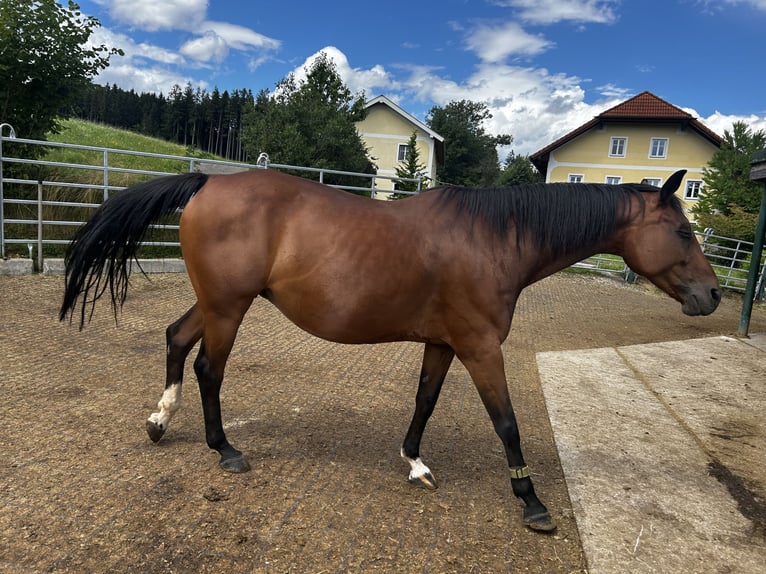 Selle autrichien Jument 11 Ans 160 cm Bai in Manning