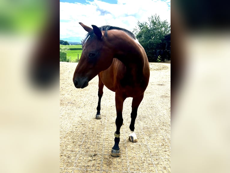 Selle autrichien Jument 11 Ans 160 cm Bai in Manning