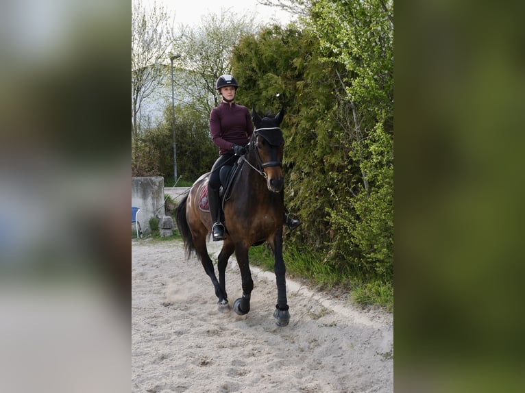 Selle autrichien Jument 11 Ans 162 cm Bai in Gallneukirchen