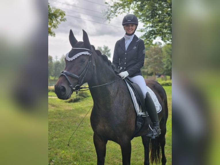 Selle autrichien Jument 11 Ans 162 cm Bai in Gallneukirchen