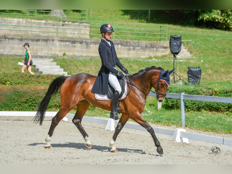 Selle autrichien Jument 11 Ans 168 cm Bai in Baden