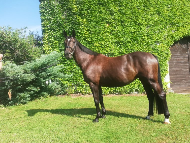 Selle autrichien Jument 11 Ans 170 cm Bai brun foncé in Lembach