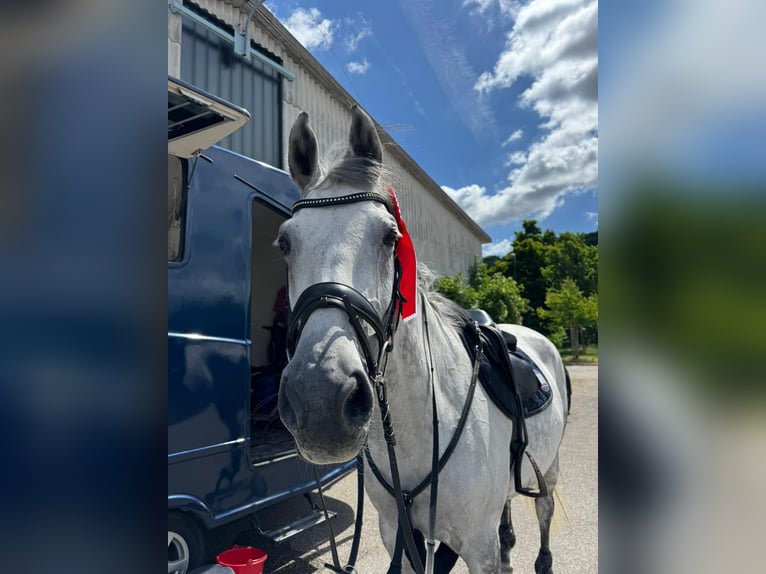 Selle autrichien Jument 11 Ans 173 cm Gris in Linz