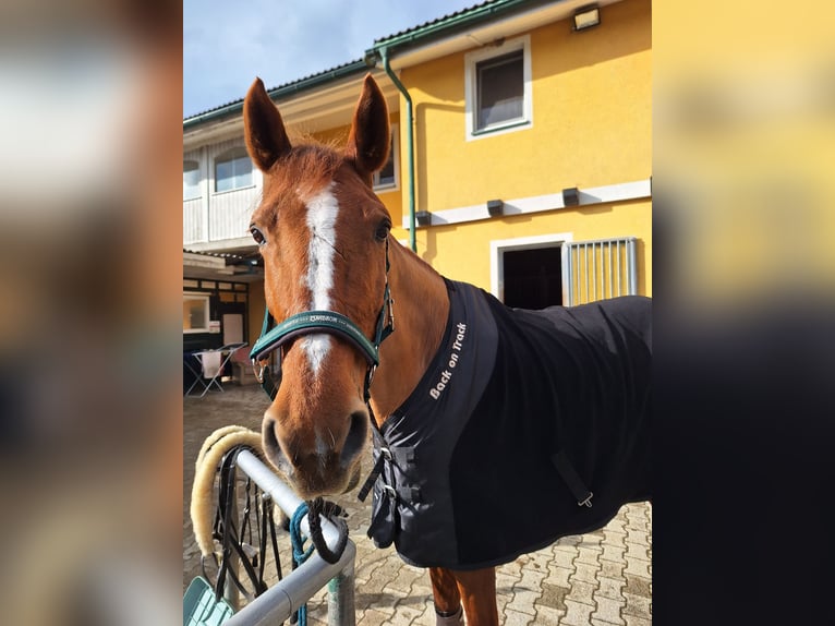 Selle autrichien Jument 12 Ans 173 cm Alezan in Sachendorf