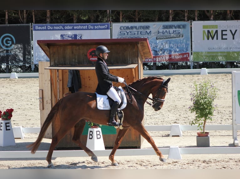Selle autrichien Jument 12 Ans 173 cm Alezan in Sachendorf