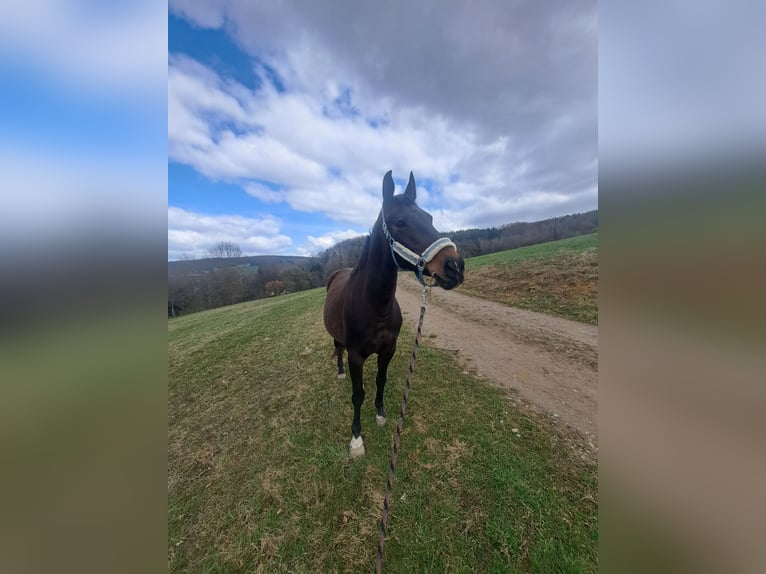 Selle autrichien Jument 12 Ans Bai brun in Eichgraben