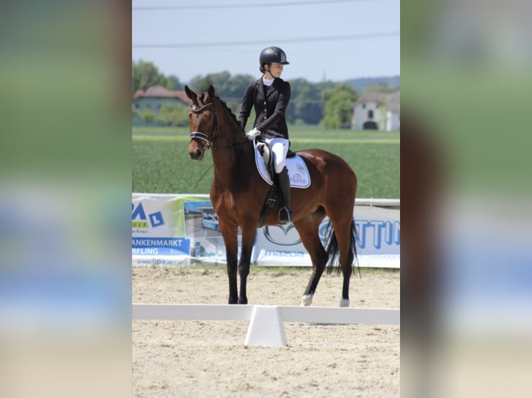 Selle autrichien Jument 12 Ans Bai in Bad Hall