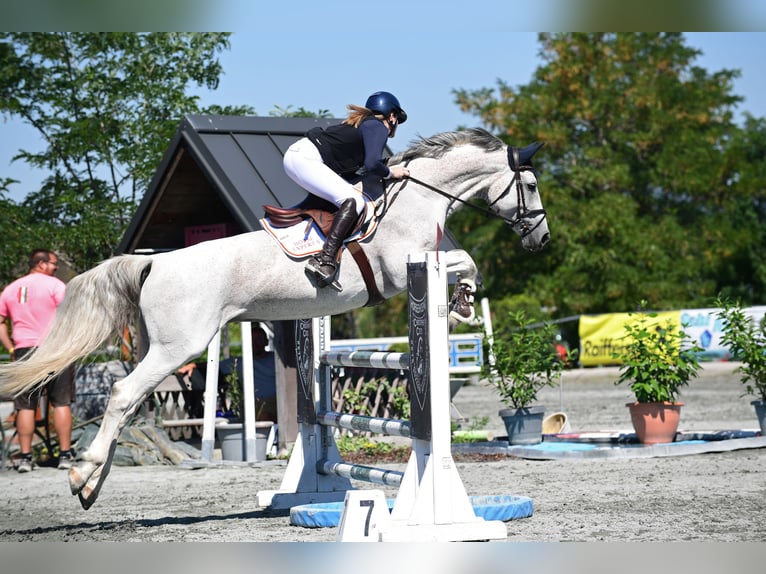 Selle autrichien Jument 13 Ans 170 cm Gris in Stegersbach