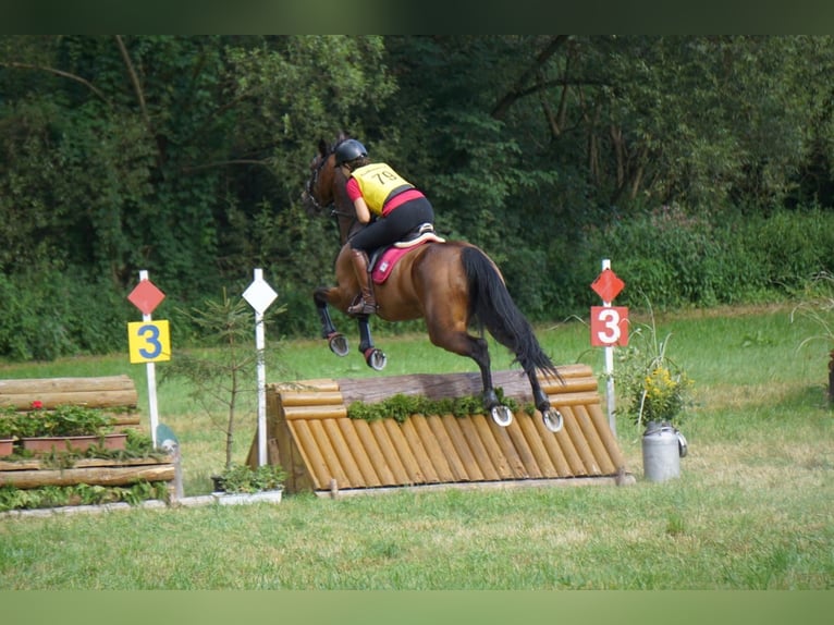 Selle autrichien Jument 13 Ans 172 cm Bai in Niederleis Selle autrichien Jument 13 Ans 172 cm Bai in Niederleis