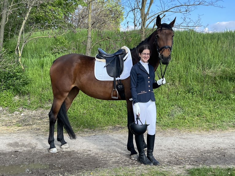 Selle autrichien Jument 13 Ans 172 cm Bai in Niederleis Selle autrichien Jument 13 Ans 172 cm Bai in Niederleis