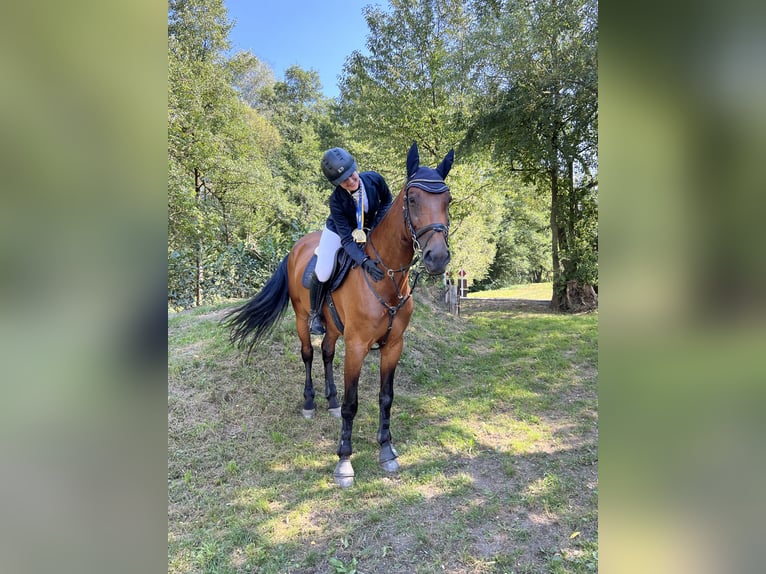 Selle autrichien Jument 13 Ans 172 cm Bai in Niederleis Selle autrichien Jument 13 Ans 172 cm Bai in Niederleis