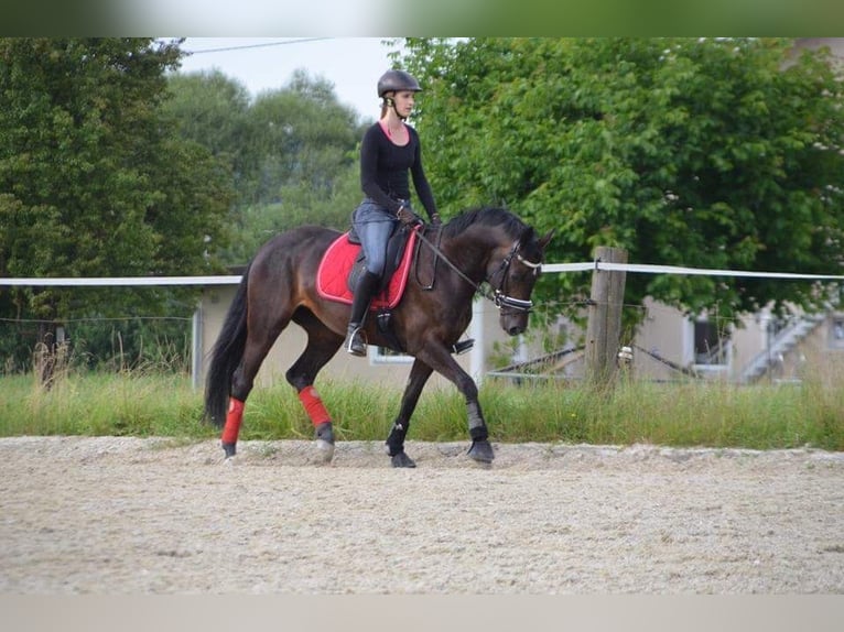 Selle autrichien Jument 14 Ans 160 cm Bai brun in Neuhofen i.I.