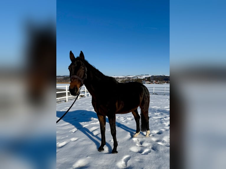 Selle autrichien Jument 14 Ans 165 cm Bai brun in Zell an der Pram