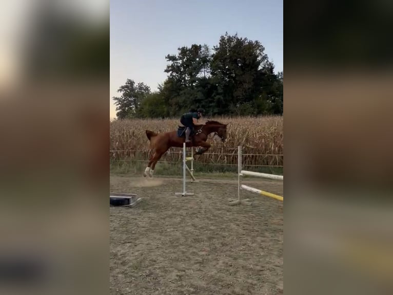 Selle autrichien Jument 14 Ans 172 cm Alezan in Riegersburg