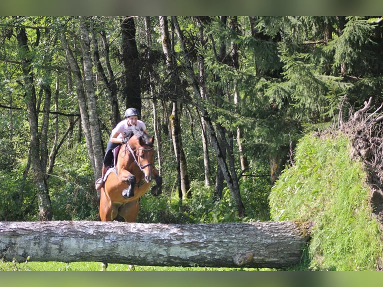 Selle autrichien Jument 14 Ans 172 cm Bai in D&#xFC;sseldorf