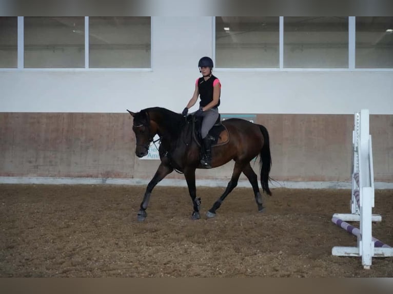 Selle autrichien Jument 16 Ans 161 cm Bai brun foncé in Stöttwang