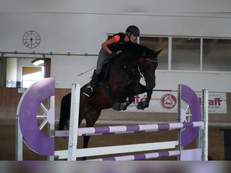 Selle autrichien Jument 16 Ans 161 cm Bai brun foncé in Stöttwang