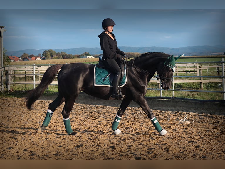 Selle autrichien Jument 17 Ans 158 cm Noir in Rosenthal