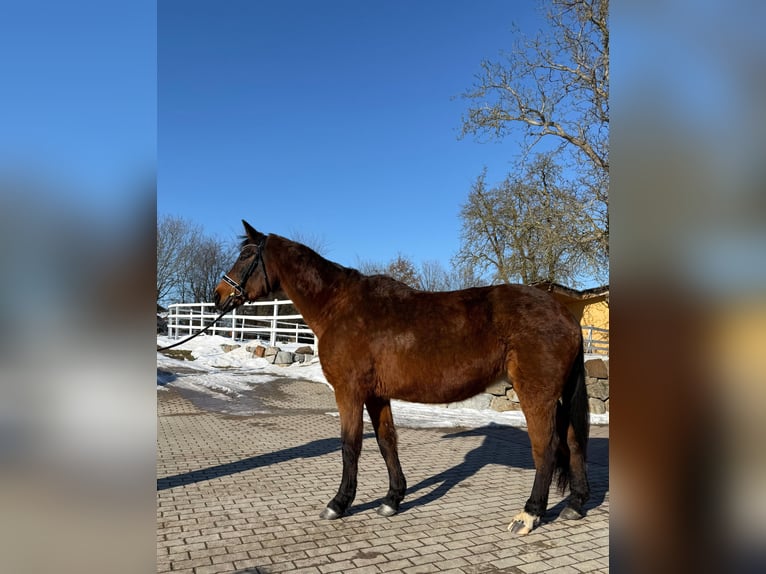 Selle autrichien Jument 18 Ans 160 cm Bai in Zell an der Pram