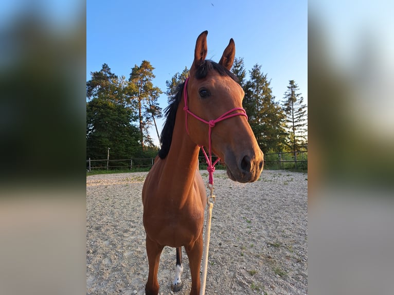 Selle autrichien Jument 1 Année Bai in Waldhausen im Strudengau