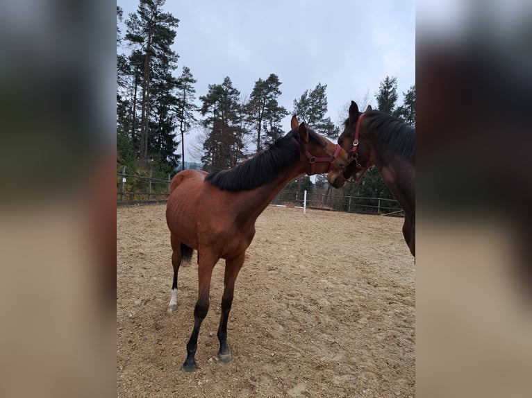 Selle autrichien Jument 1 Année Bai in Waldhausen im Strudengau