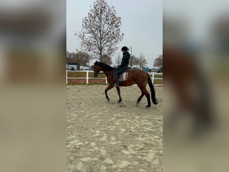 Selle autrichien Jument 20 Ans 165 cm Bai in Ebreichsdorf