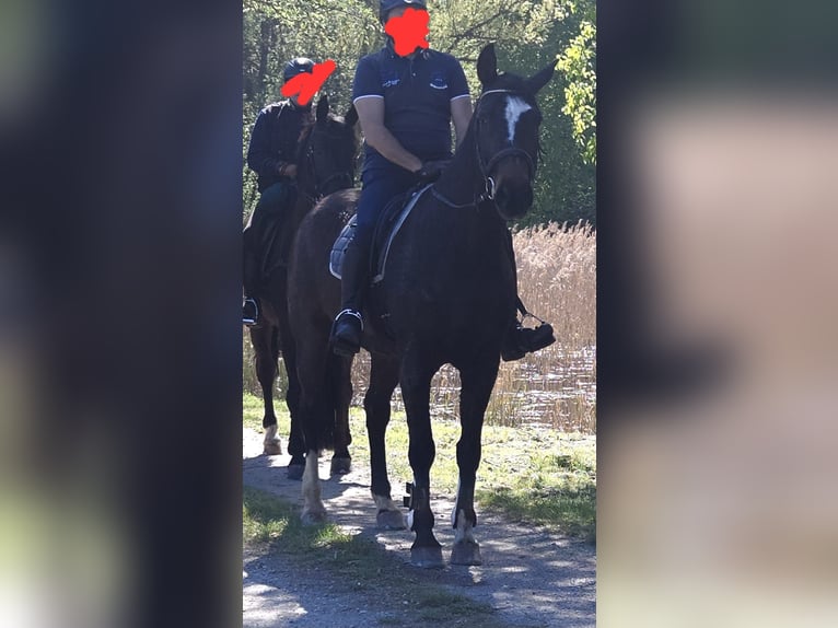 Selle autrichien Jument 20 Ans 166 cm Bai brun foncé in St. Georgen am Ybbsfelde