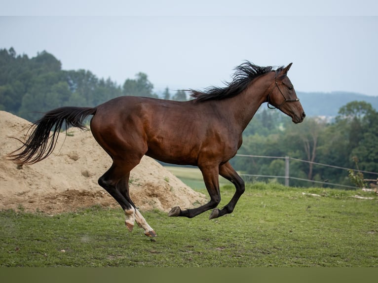Selle autrichien Jument 2 Ans 168 cm Bai in Manning