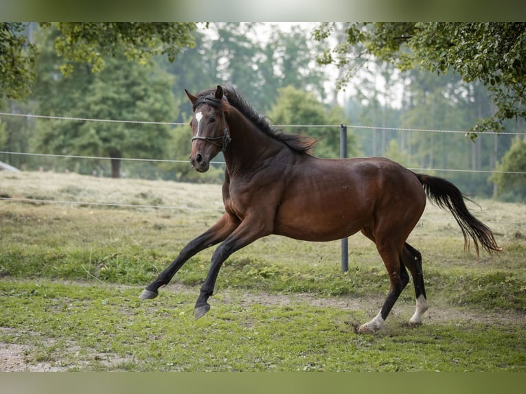 Selle autrichien Jument 2 Ans 168 cm Bai in Manning